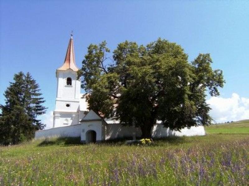 România a câștigat concursul “Arborele European al Anului”